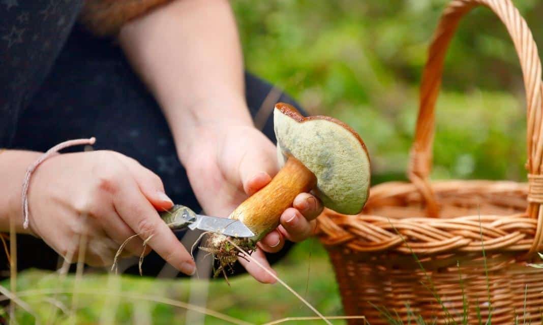 Rozpoczął się sezon grzybobrania w Sopocie i okolicach