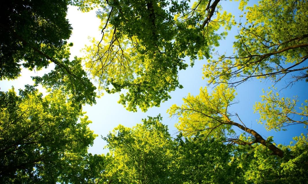 Rola i znaczenie drzew w Sopocie